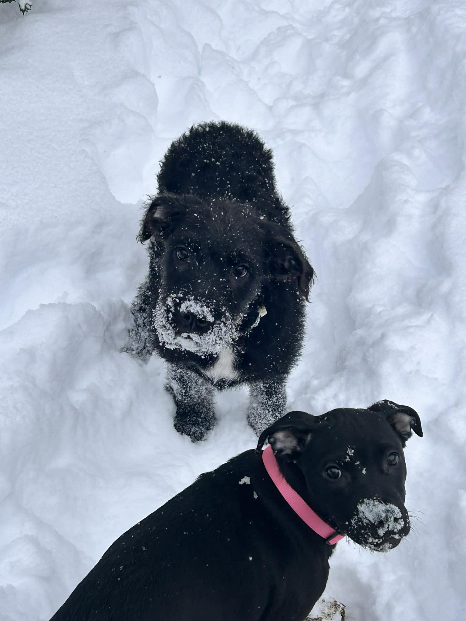 Paw-ly (courtesy listing), ADOPTABLE, Puppy Male Pit Bull Terrier & Labradoodle.