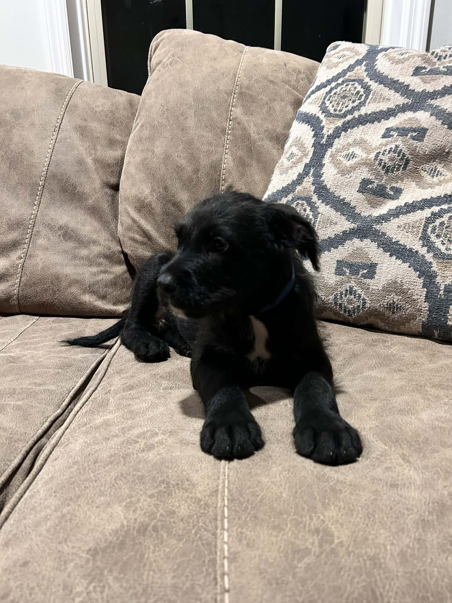 Walter (courtesy listing), a ADOPTABLE mixed breed in Albany, NY image 1/3