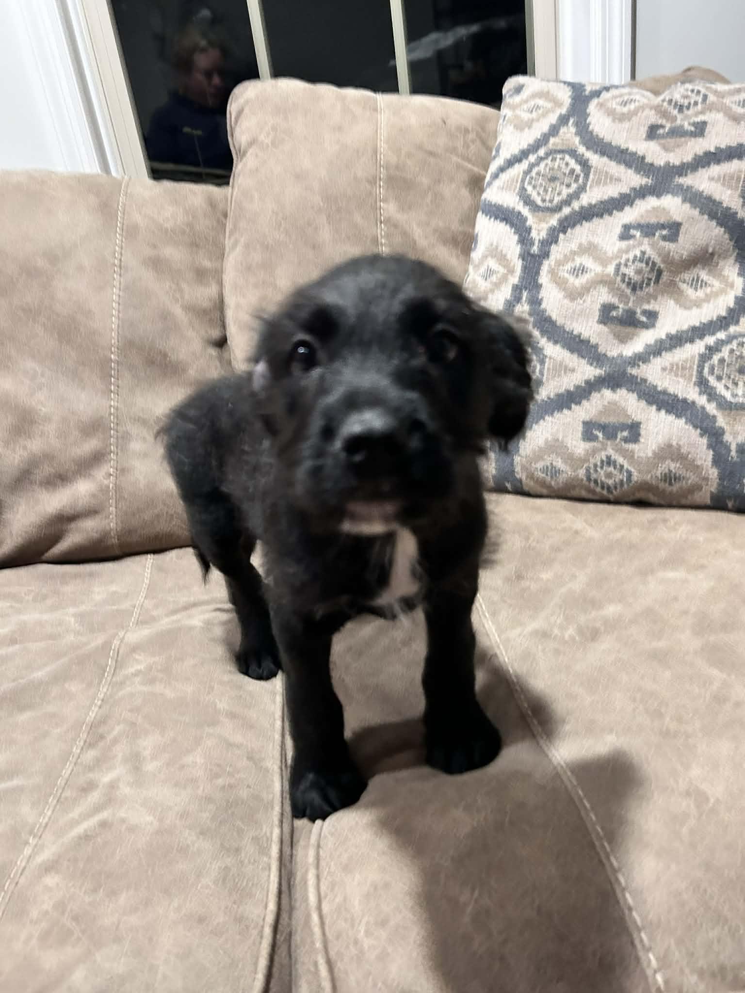 Walter (courtesy listing), a ADOPTABLE mixed breed in Albany, NY image 2/3