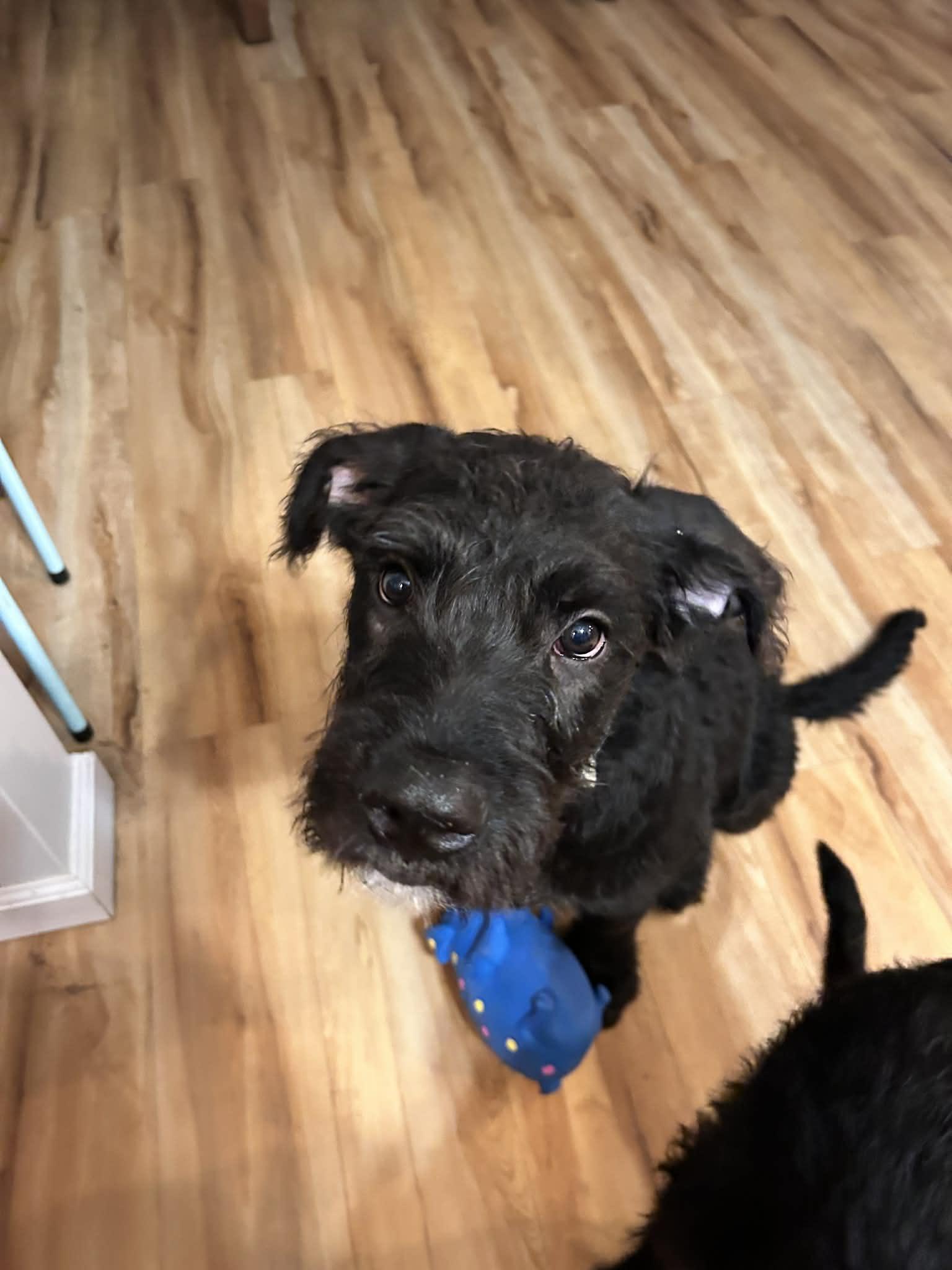 Paw-ly (courtesy listing), a ADOPTABLE mixed breed in Albany, NY image 2/2