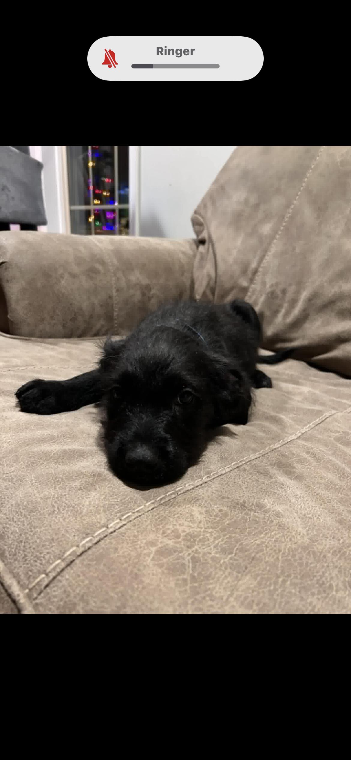 Walter (courtesy listing), a ADOPTABLE mixed breed in Albany, NY image 3/3