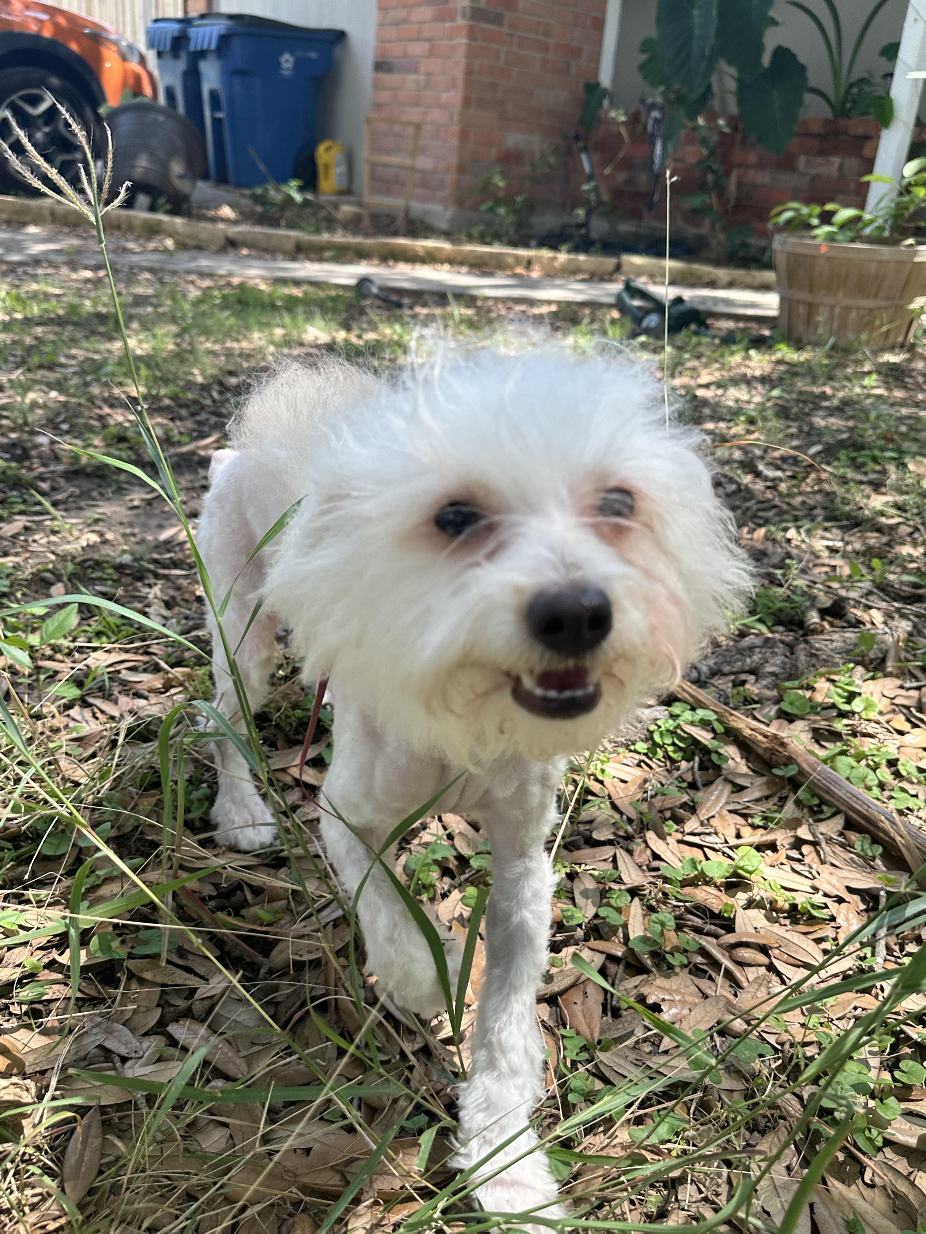 Harper, Adopted, Young Female Yorkshire Terrier & Malshi.