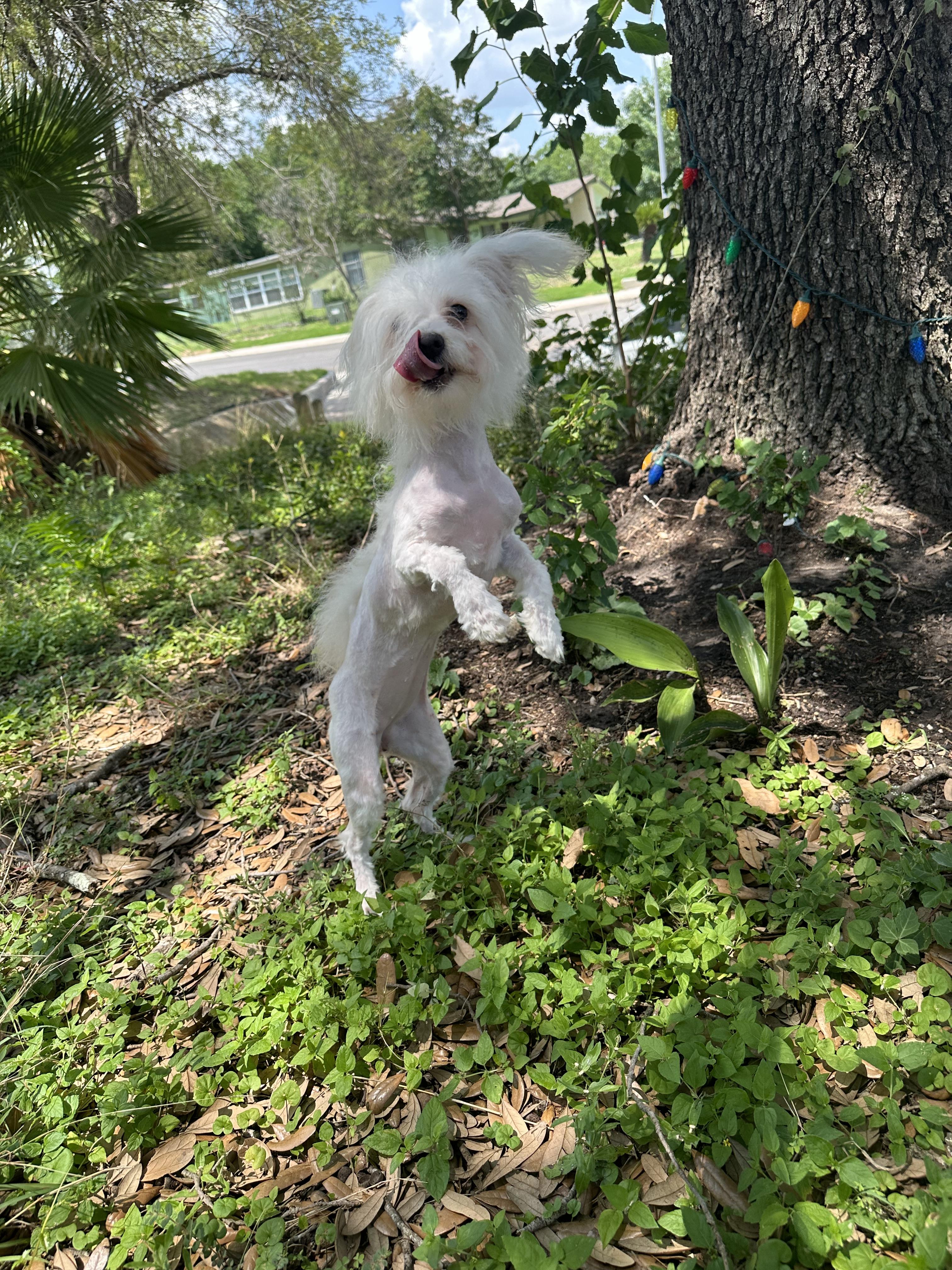 Enlarge Harper, a Adopted mixed breed in kirby, TX image 2/4