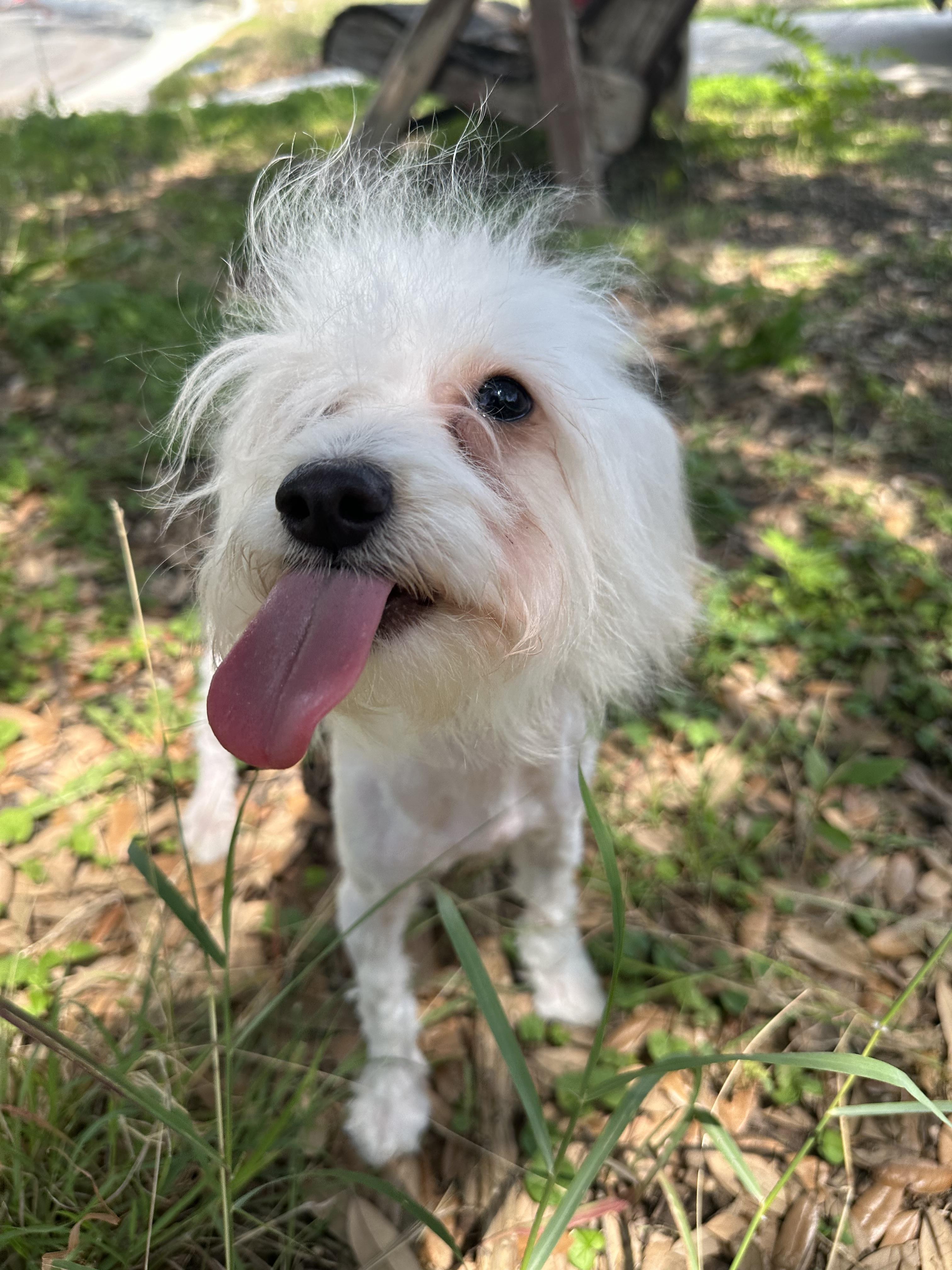 Enlarge Harper, a Adopted mixed breed in kirby, TX image 3/4