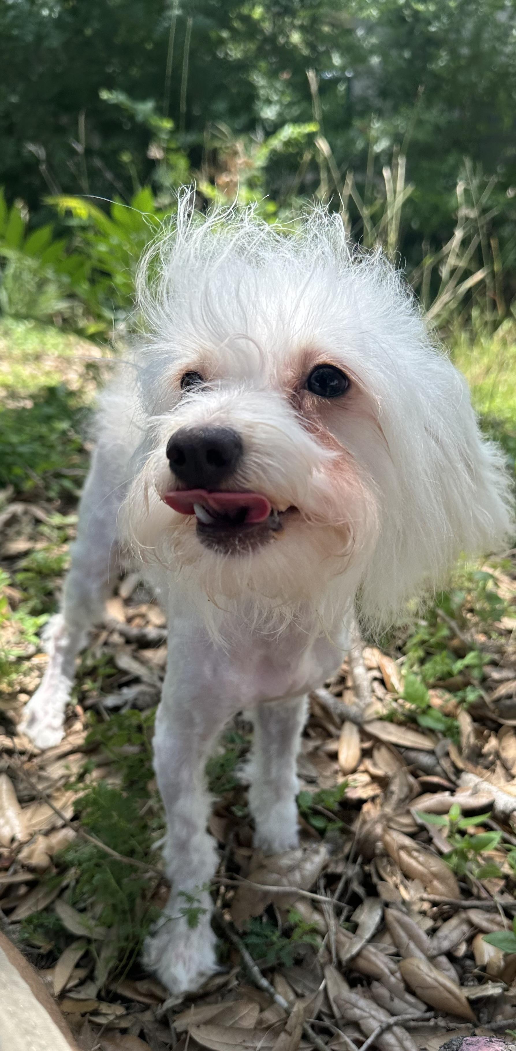 Enlarge Harper, a Adopted mixed breed in kirby, TX image 4/4
