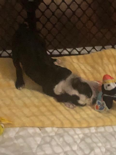 Enlarge Frotto, an adopted Boston Terrier in Colleyville, TX image 2/2