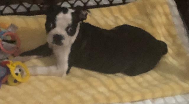 Frotto, adopted, Puppy Male Boston Terrier.