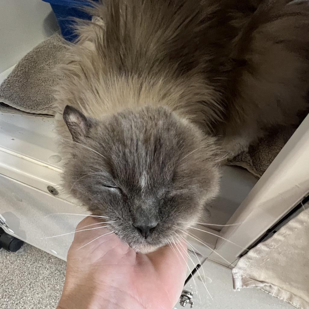 Enlarge Seal, a Adoptable Ragdoll in Sarasota, FL image 1/4