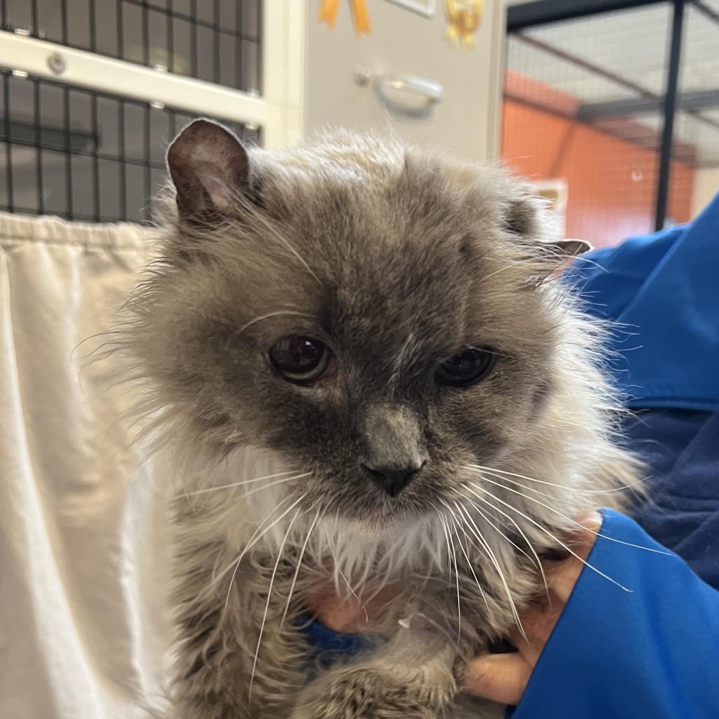 Enlarge Seal, a Adoptable Ragdoll in Sarasota, FL image 2/4
