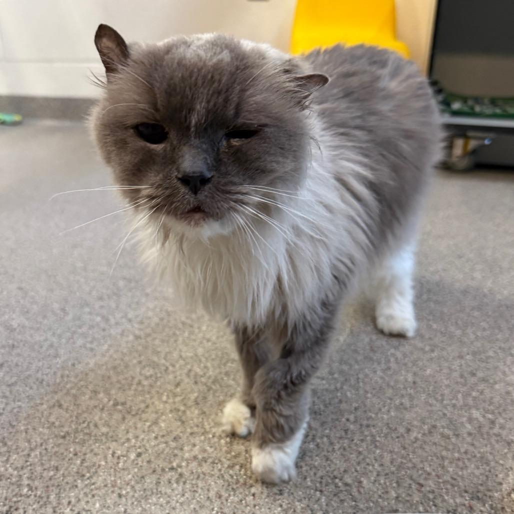 Enlarge Seal, a Adoptable Ragdoll in Sarasota, FL image 3/4