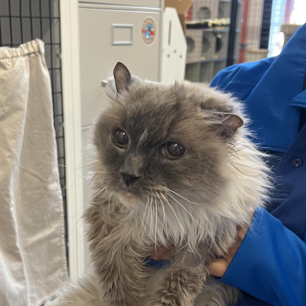 Enlarge Seal, a Adoptable Ragdoll in Sarasota, FL image 4/4