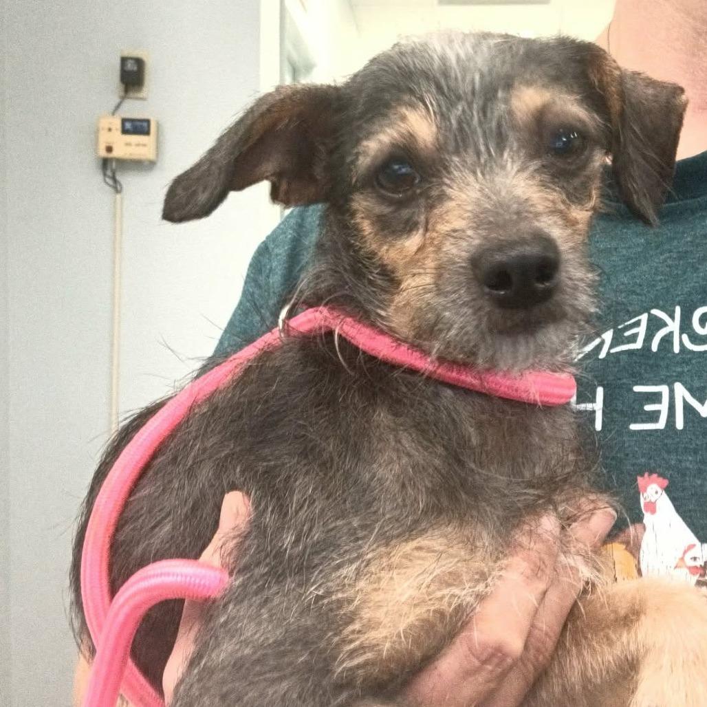 Enlarge Sassy, a Adoptable Terrier in Spring, TX image 1/4