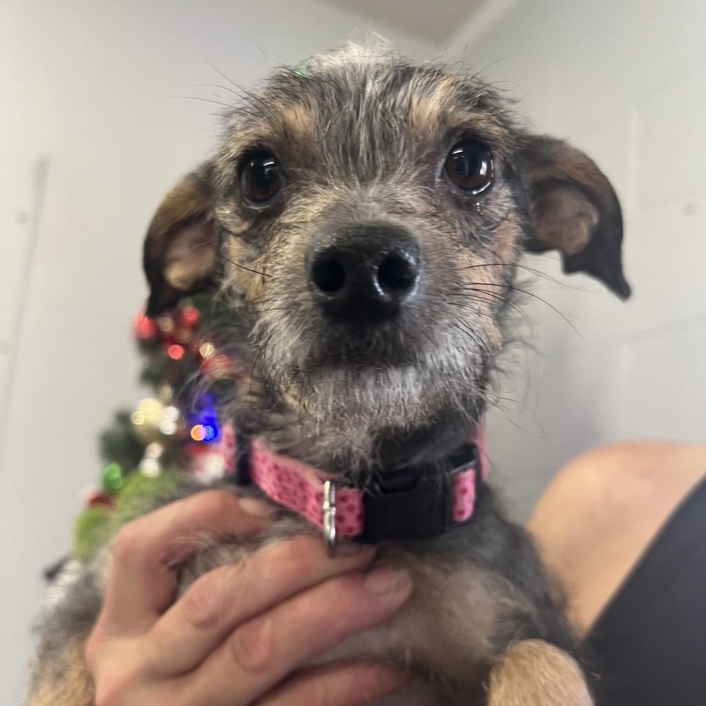 Enlarge Sassy, a Adoptable Terrier in Spring, TX image 2/4