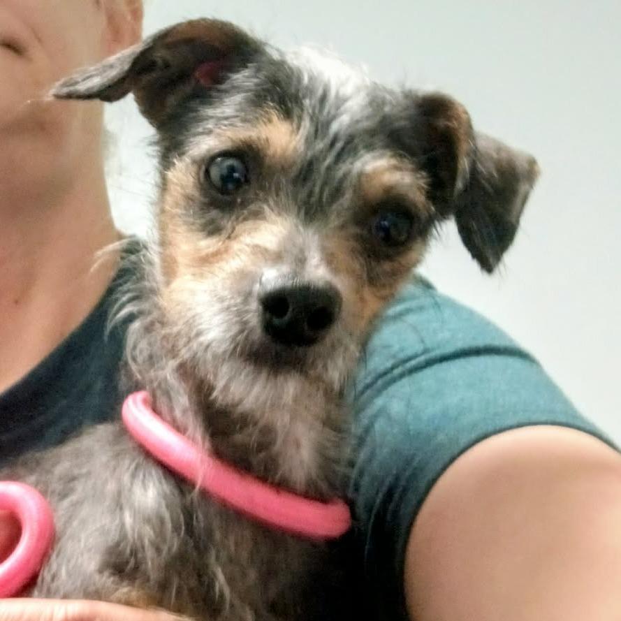 Enlarge Sassy, a Adoptable Terrier in Spring, TX image 3/4