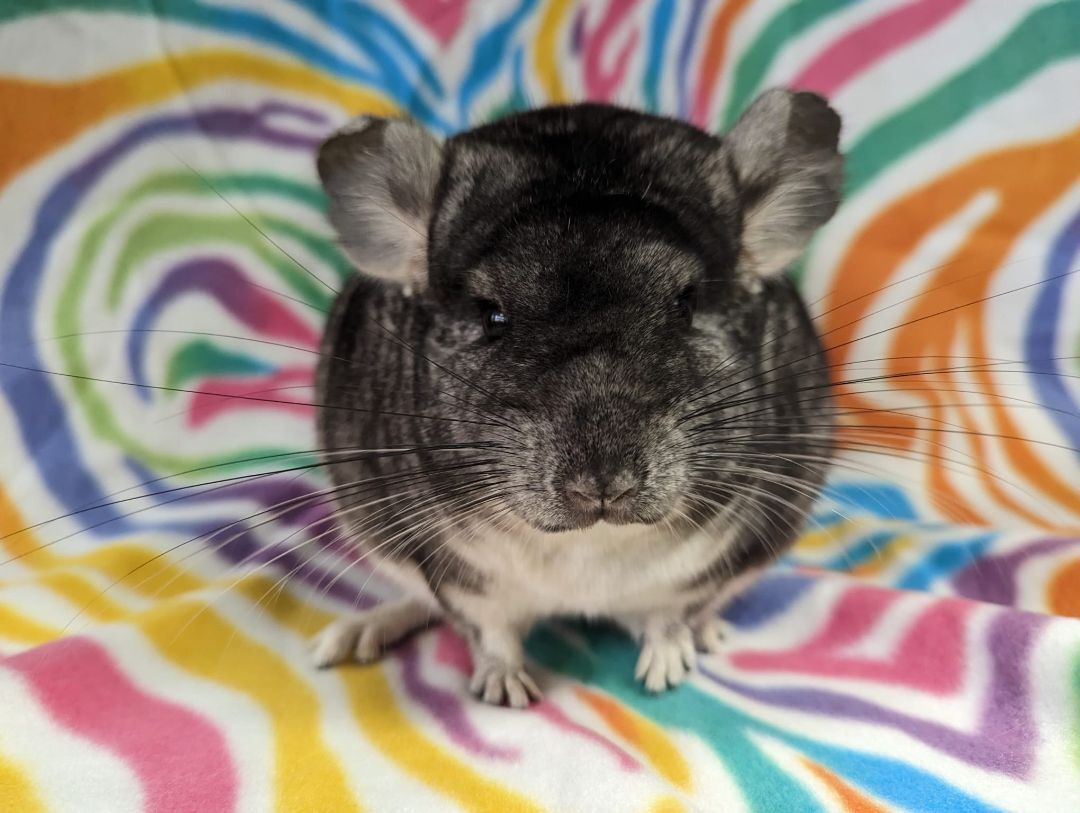 Abby photo 4