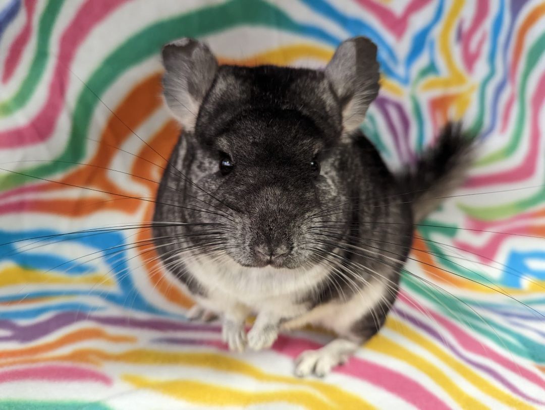 Abby, Adult Female unknown