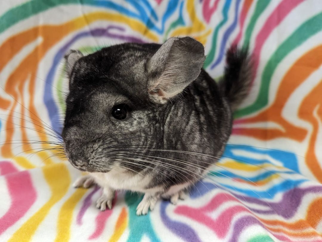 Abby photo 2