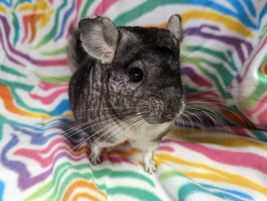 Abby photo 3