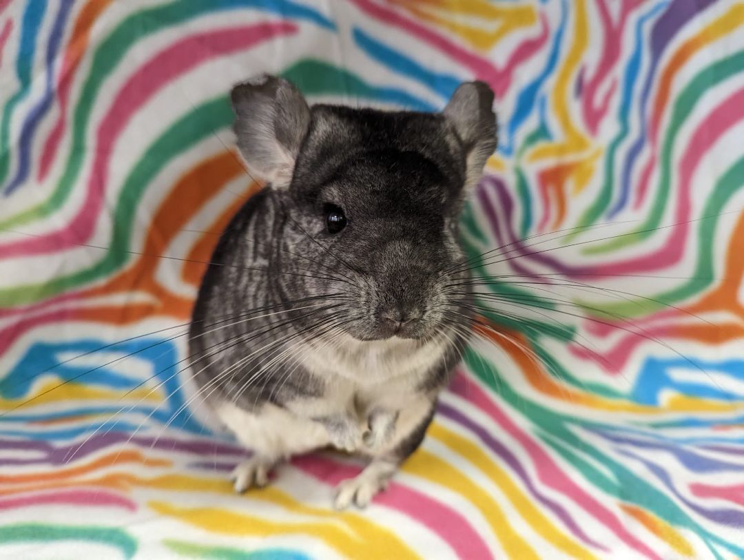 Abby photo 5
