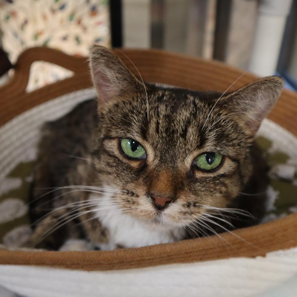 Enlarge Camila, a Adoptable Domestic Short Hair in Riverside, CA image 1/6