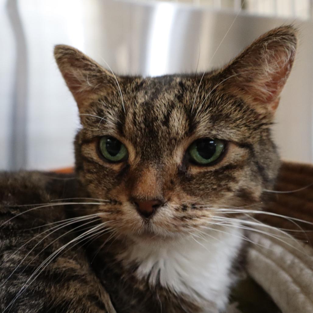 Enlarge Camila, a Adoptable Domestic Short Hair in Riverside, CA image 2/6