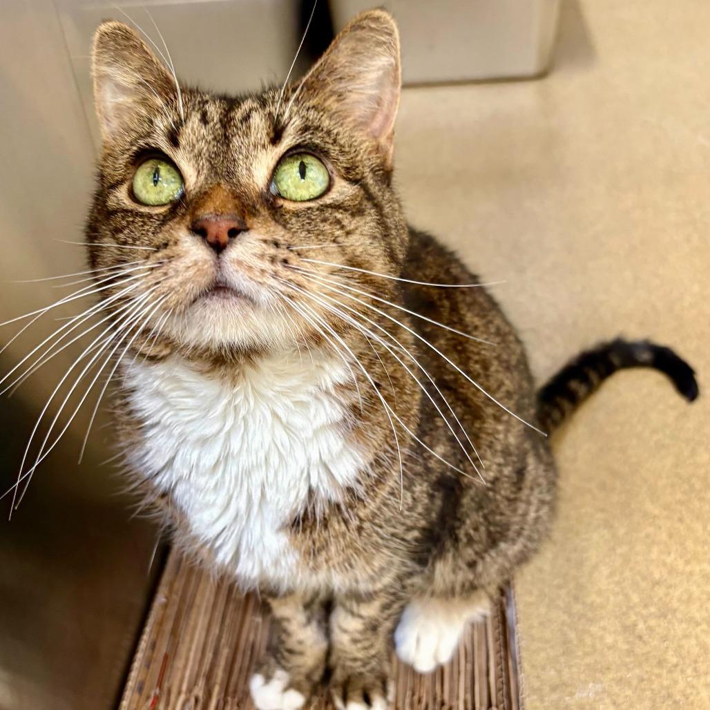 Enlarge Camila, a Adoptable Domestic Short Hair in Riverside, CA image 3/6