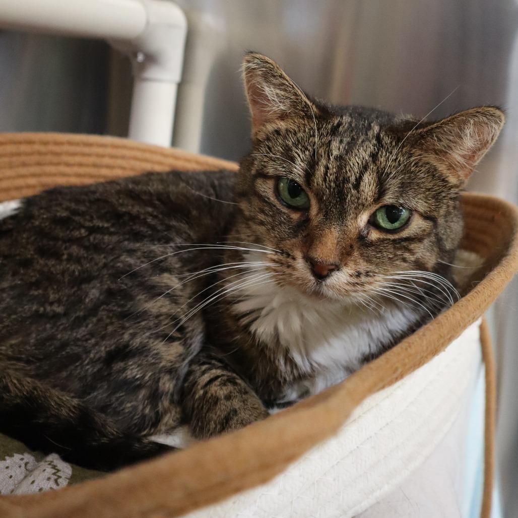 Enlarge Camila, a Adoptable Domestic Short Hair in Riverside, CA image 4/6