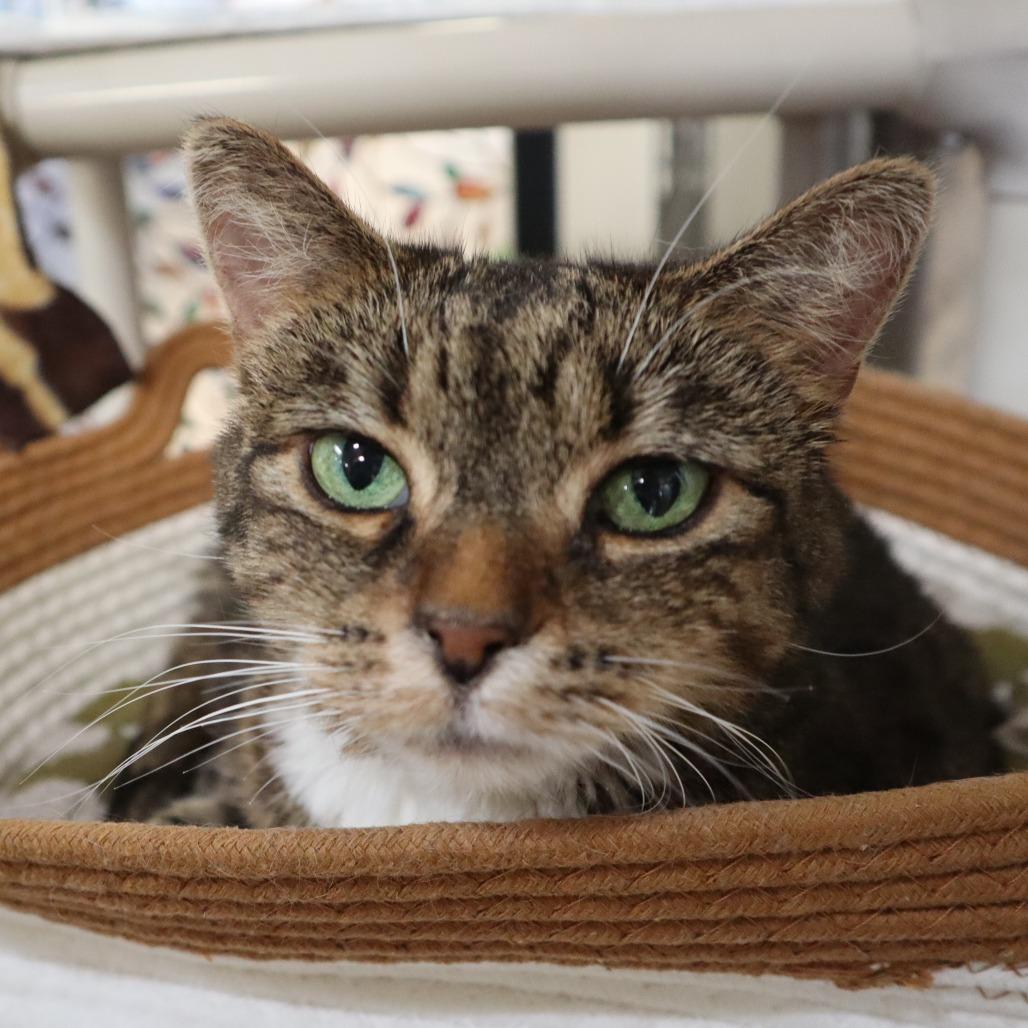 Enlarge Camila, a Adoptable Domestic Short Hair in Riverside, CA image 5/6