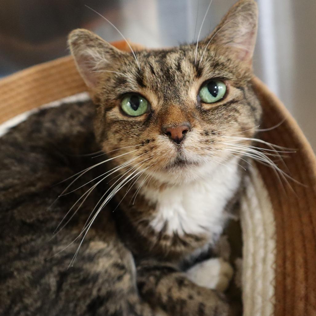 Enlarge Camila, a Adoptable Domestic Short Hair in Riverside, CA image 6/6