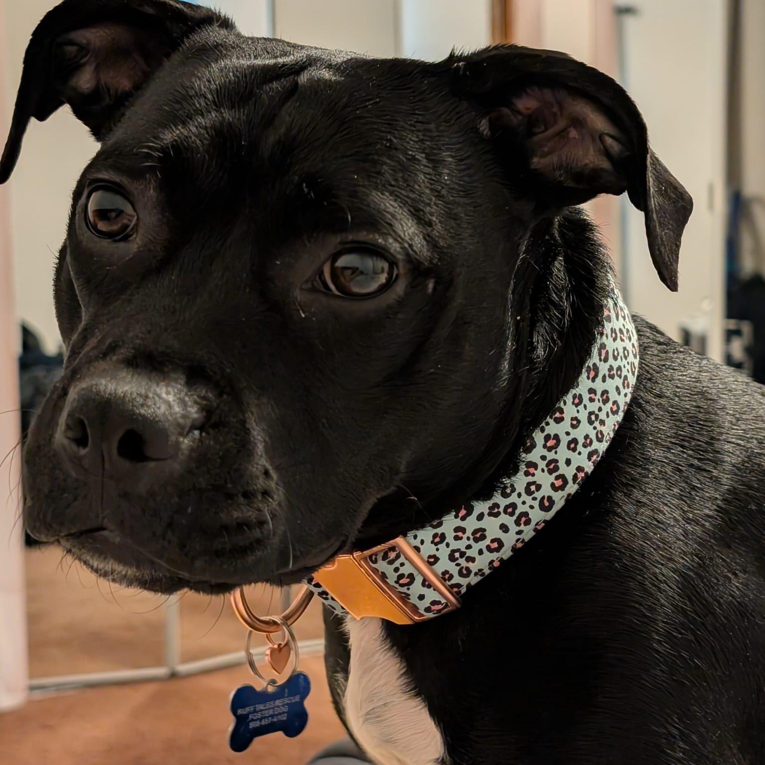 Enlarge Hope, a Adoptable mixed breed in Chelmsford, MA image 4/5