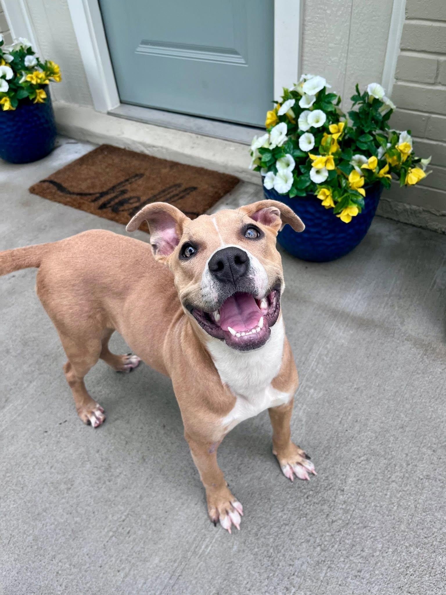 Enlarge Hazel, a Adoptable Pit Bull Terrier in Houston, TX image 1/4