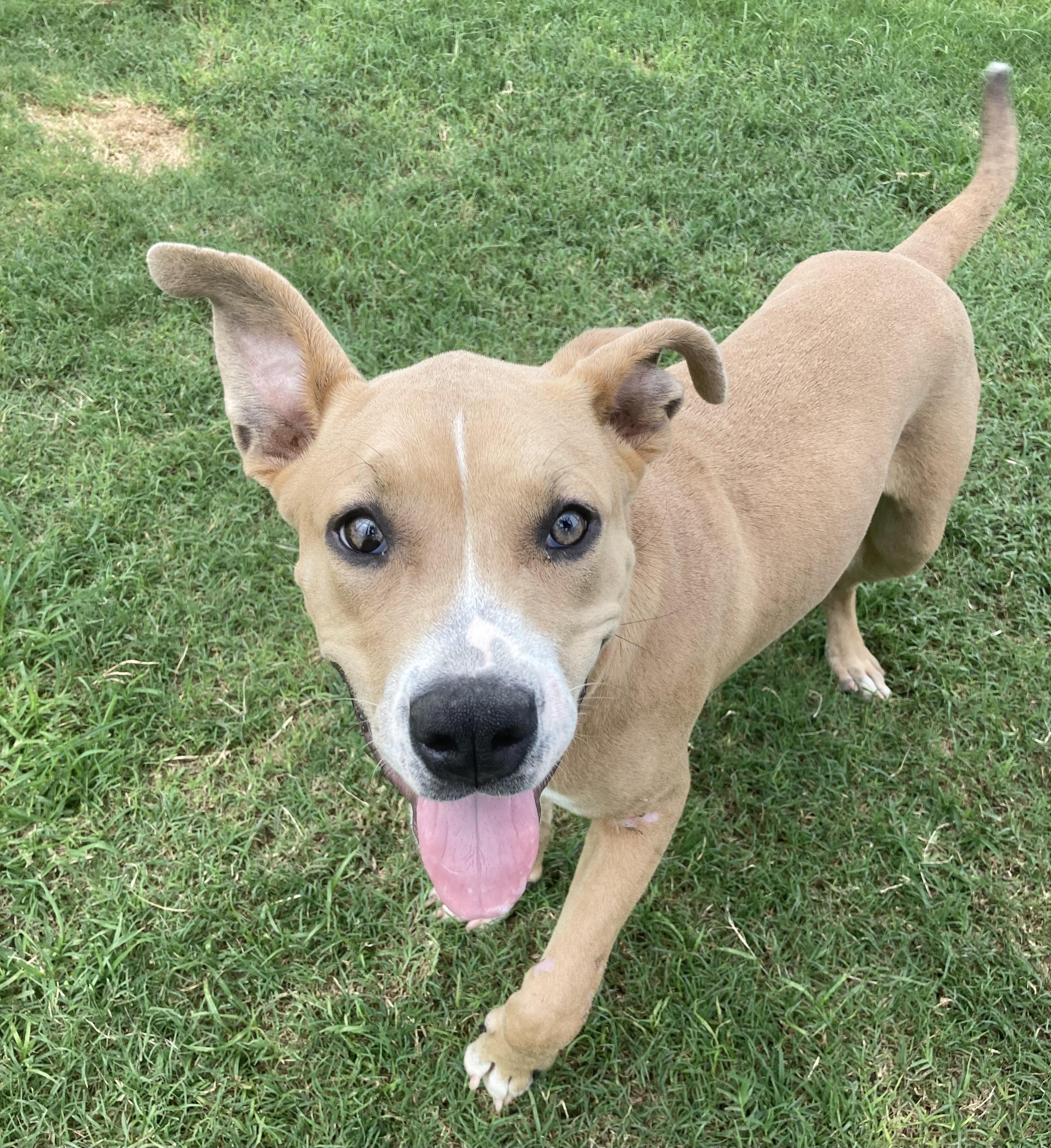 Enlarge Hazel, a Adoptable Pit Bull Terrier in Houston, TX image 2/4