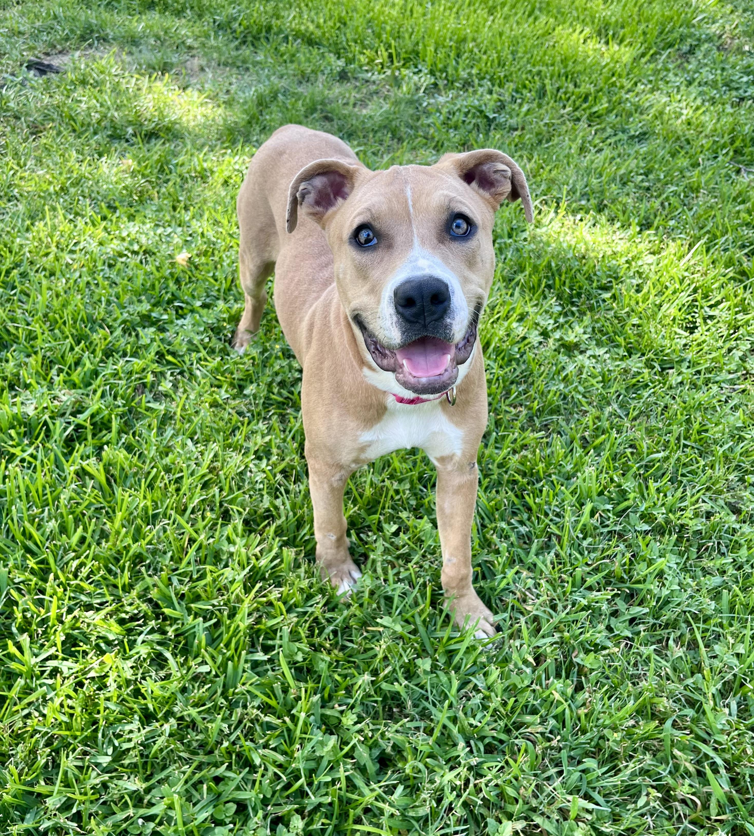 Enlarge Hazel, a Adoptable Pit Bull Terrier in Albany, NY image 3/6