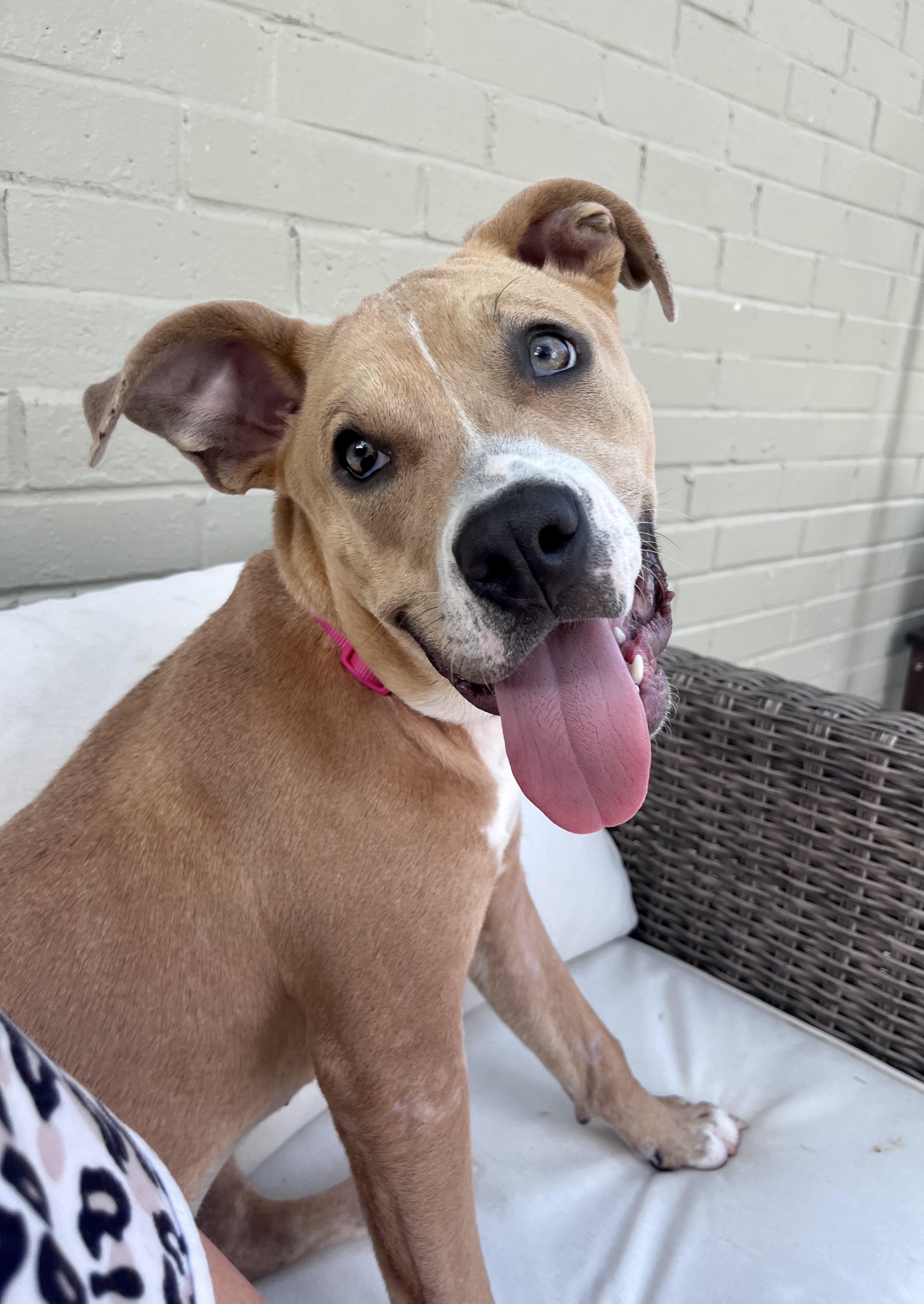 Enlarge Hazel, a Adoptable Pit Bull Terrier in Albany, NY image 4/6