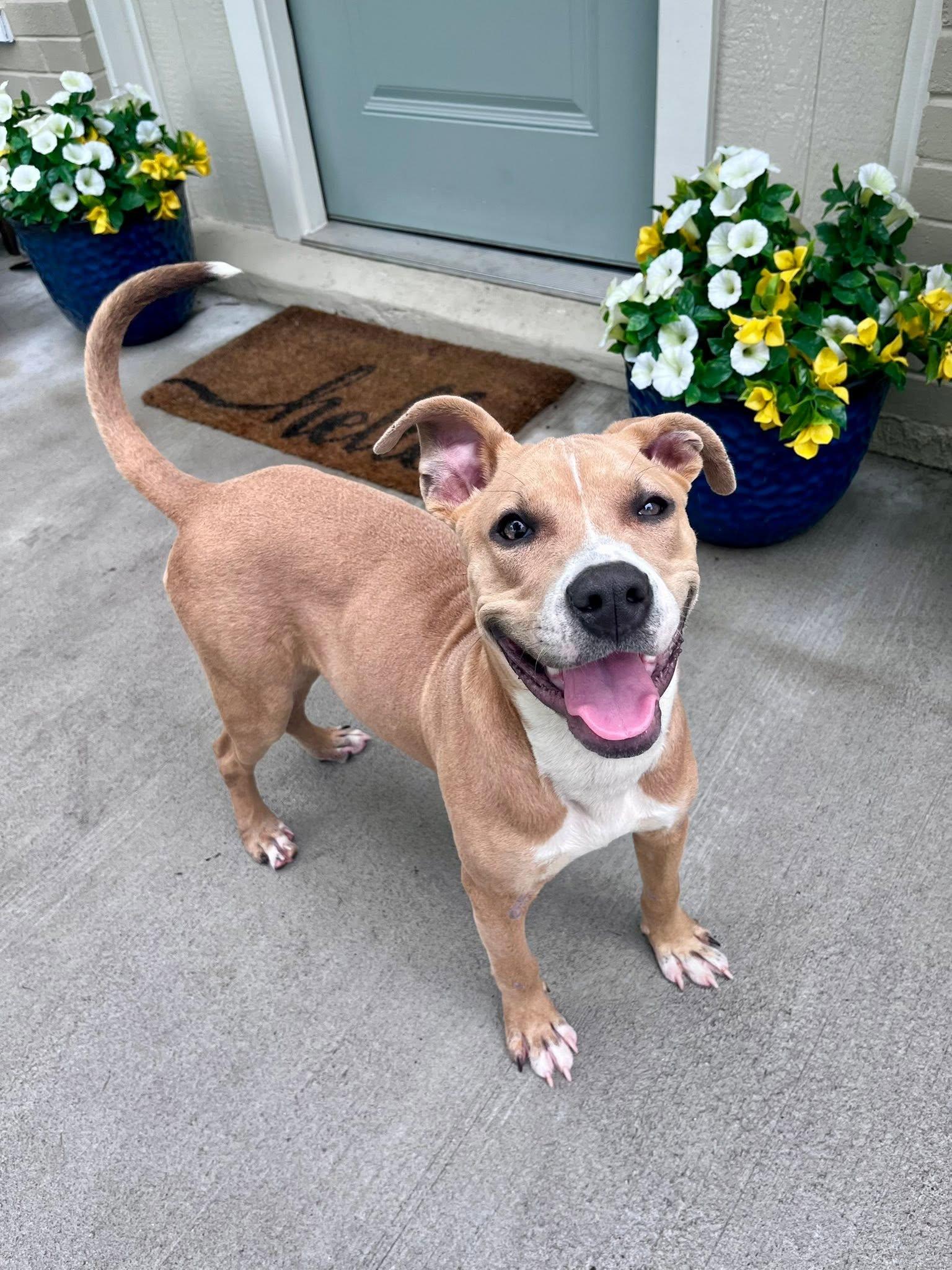 Enlarge Hazel, a Adoptable Pit Bull Terrier in Houston, TX image 3/4