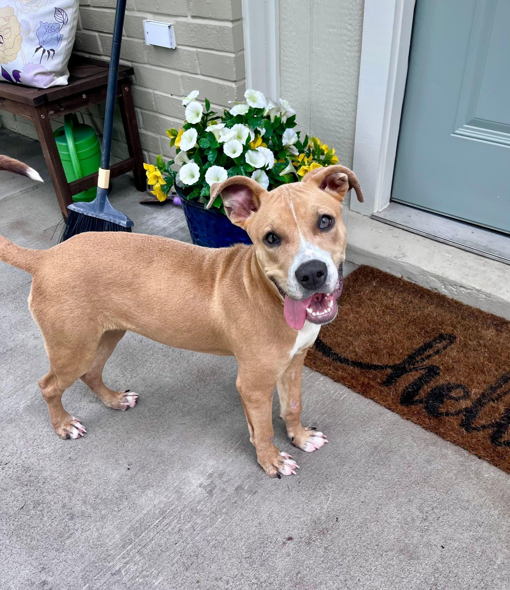 Enlarge Hazel, a Adoptable Pit Bull Terrier in Houston, TX image 4/4