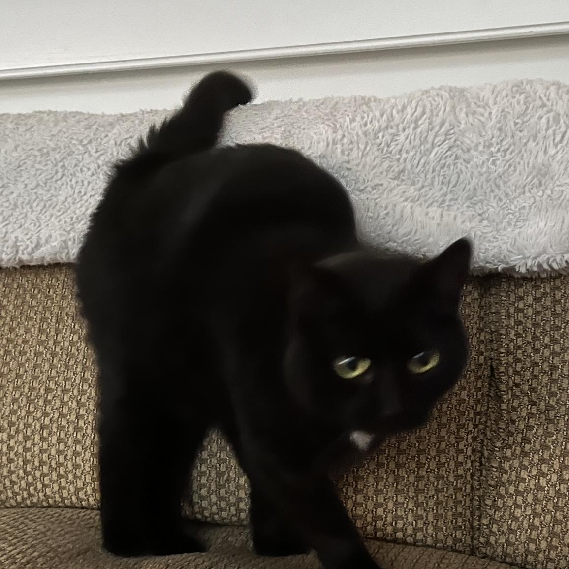 Monkey and Prima (bonded sisters), a Adoptable Domestic Long Hair in DeWitt, NY image 2/4