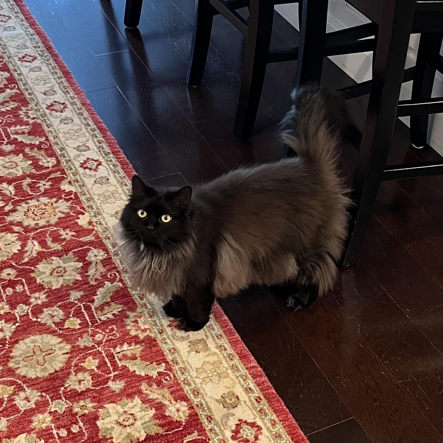 Monkey and Prima (bonded sisters), a Adoptable Domestic Long Hair in DeWitt, NY image 4/4
