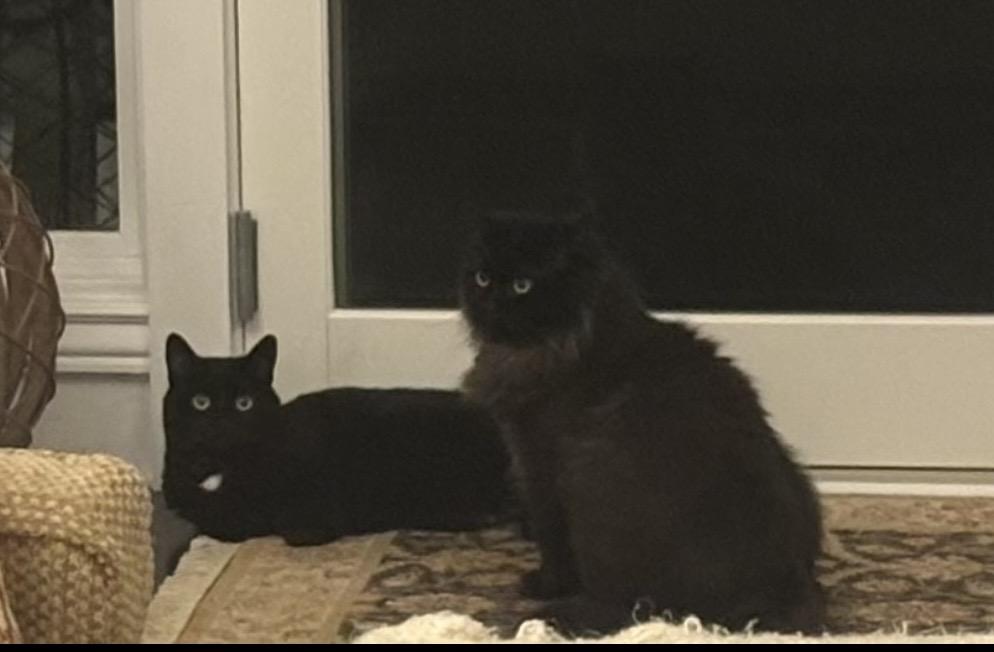 Monkey and Prima (bonded sisters), Adoptable, Adult Female Domestic Long Hair.