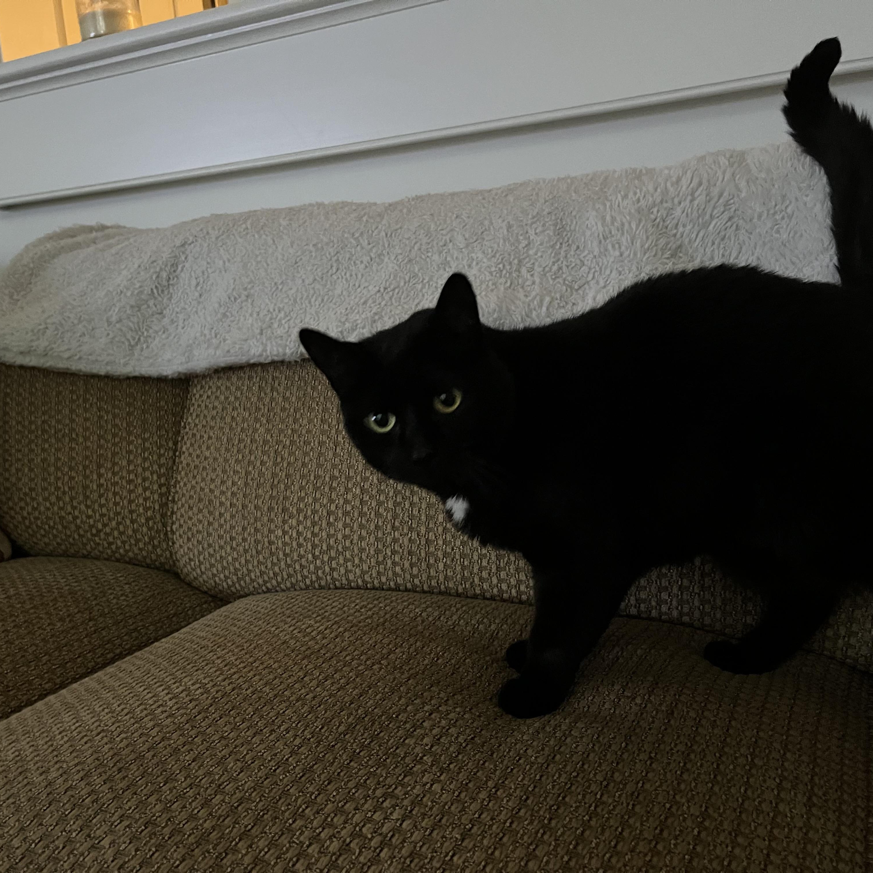 Monkey and Prima (bonded sisters), a Adoptable Domestic Long Hair in DeWitt, NY image 3/4