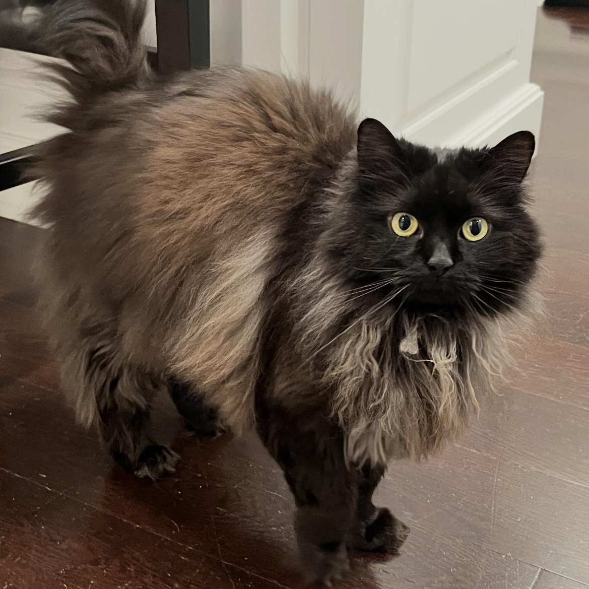 Monkey and Prima (bonded sisters), Adoptable, Adult Female Domestic Long Hair.