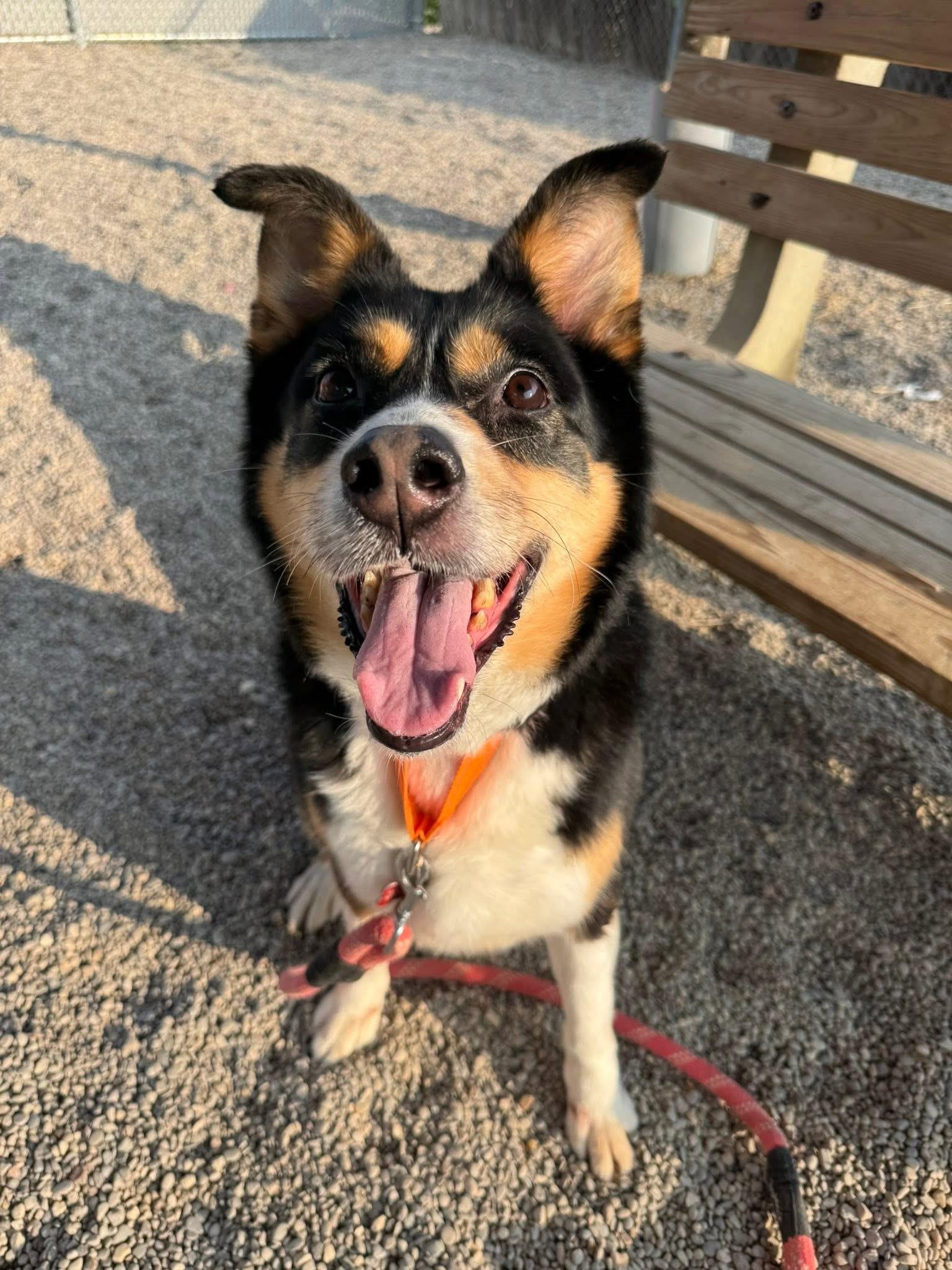 Bella