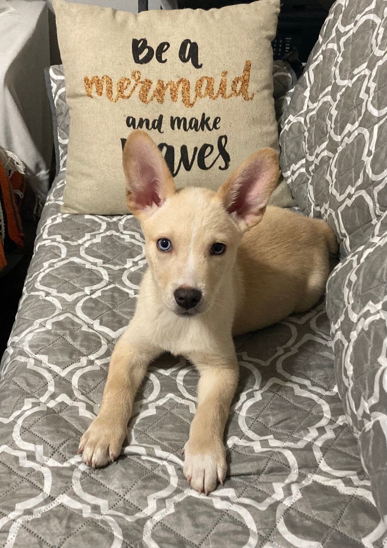 Simon, Adopted, Puppy Male Australian Shepherd & Husky.