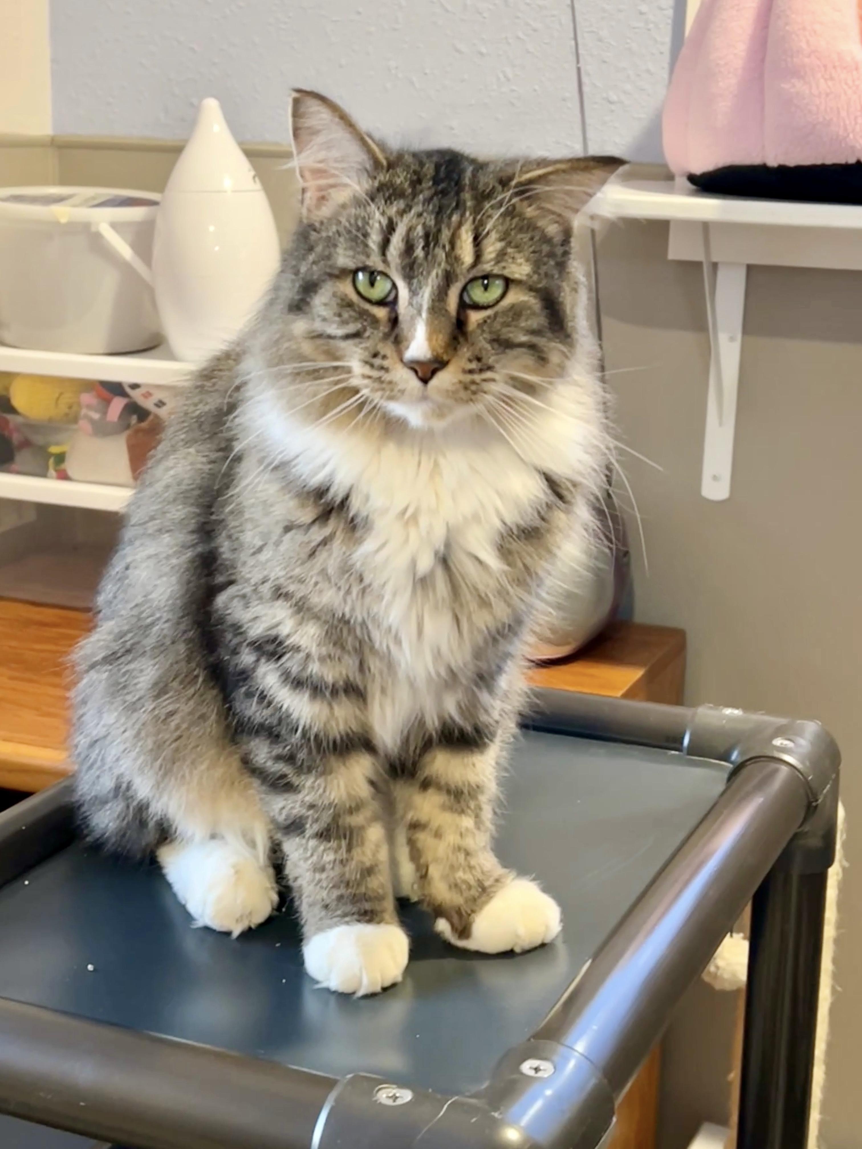 Enlarge Sheldon, an adopted Domestic Long Hair in Jamestown, ND image 1/1
