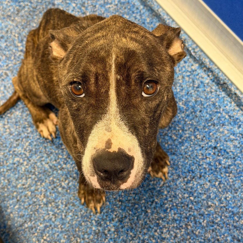 Enlarge 26-363 Mocha, a Adoptable Pit Bull Terrier in Tarboro, NC image 1/1