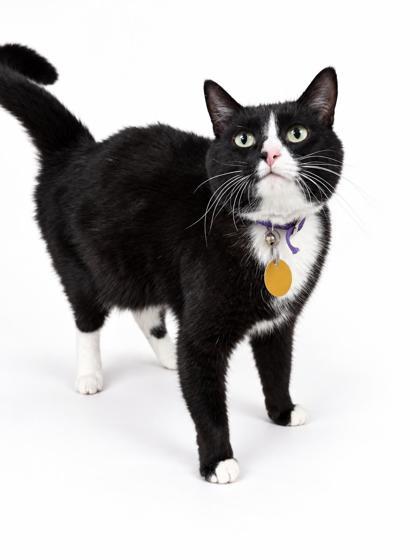 Juliet- Sponsored, Adoptable, Young Female Domestic Short Hair & Domestic Short Hair.
