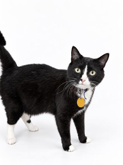 Enlarge Juliet- Sponsored, a Adoptable mixed breed in Bowling Green, KY image 2/2