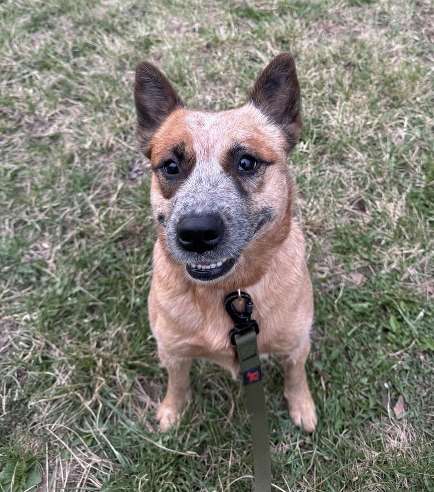 Akamaru, adopted, Adult Female Cattle Dog.