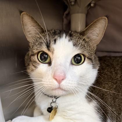Speckle, adopted, Adult Male Domestic Short Hair.