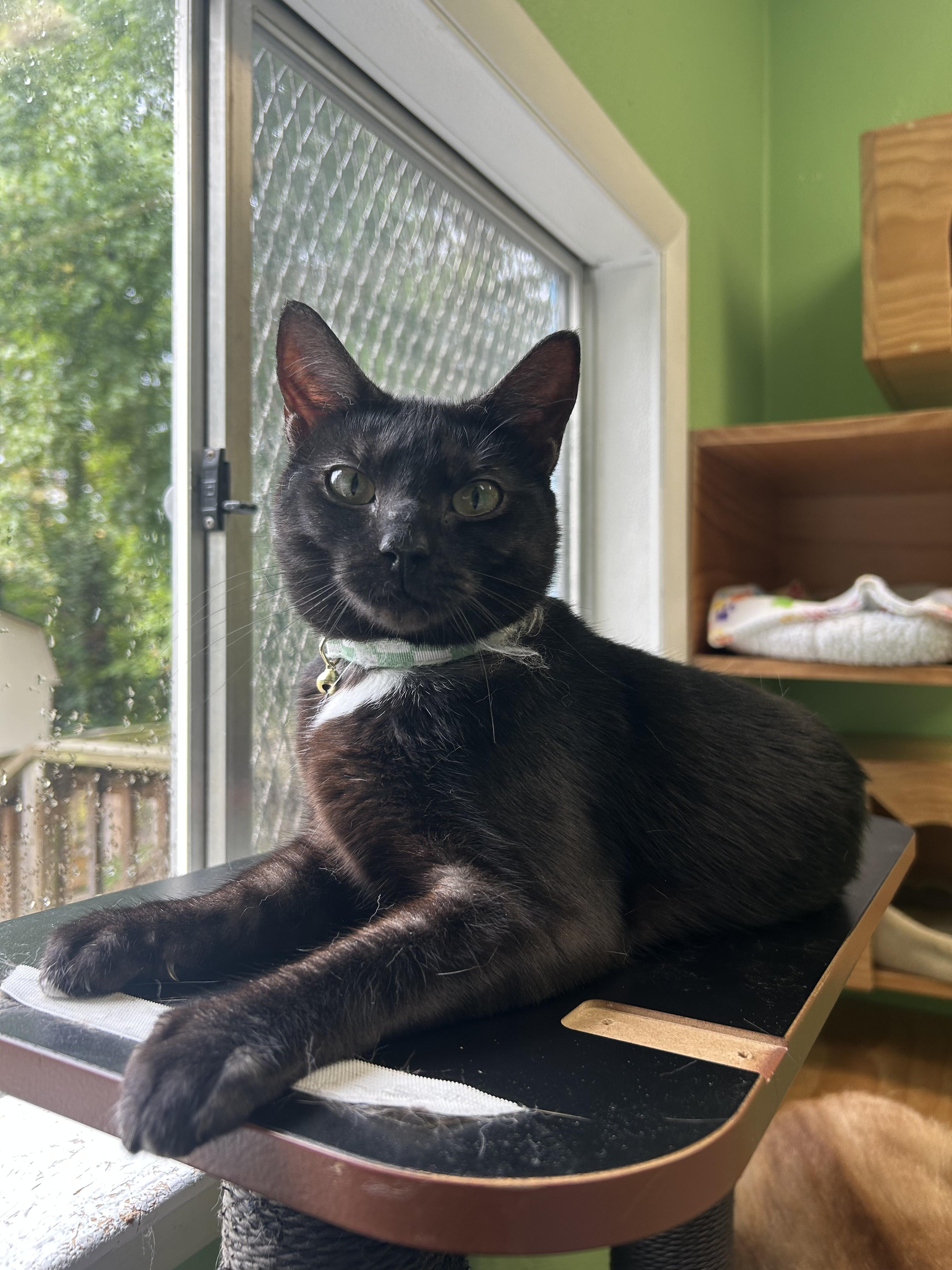 Enlarge Abby, a Adoptable mixed breed in Greenbelt, MD image 1/6